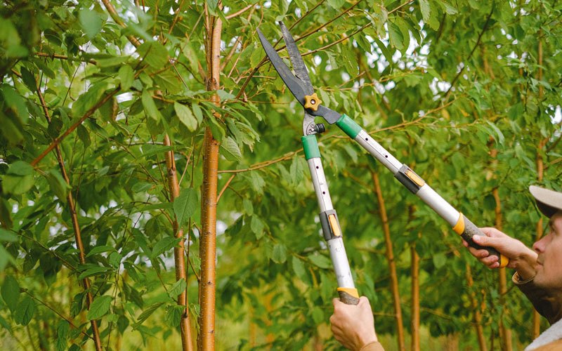 Tree trimming in Hop Bottom, PA