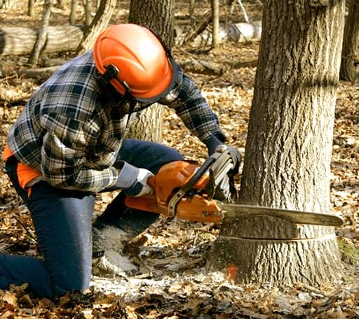 Tree Removal in Hop Bottom, PA